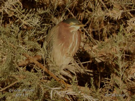 Green Heron Henderson Bird Viewing Preserve Ed Horton Flickr