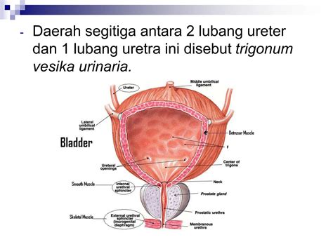 Anatomi Fisiologi Sistem Urinaria PPT Ppt