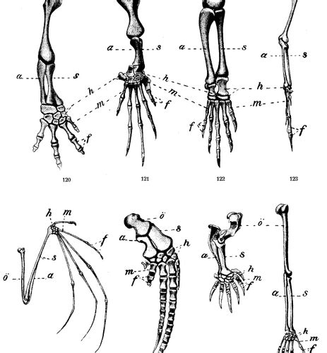 Difference Between Homologous And Analogous Structures Definition