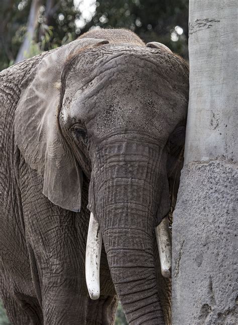 Elefant Tier Natur Kostenloses Foto Auf Pixabay Pixabay