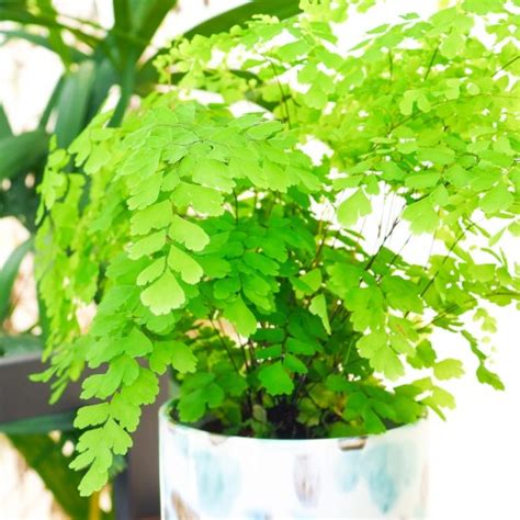 Adiantum Raddianum Fragrans 15cm Sklep Z Roślinami Cocaflora