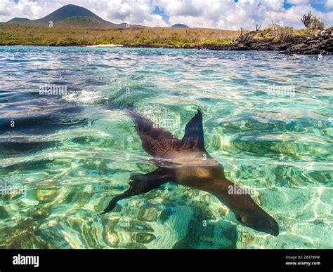 Ecuador Galápagos Archipelago World Heritage Site By Unesco Santa