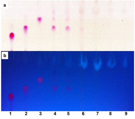 Pictures Of The Tlc Plate Taken Under Visible A Or Uv B Light The Download Scientific