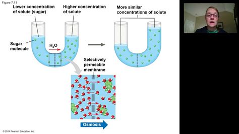 Chapter 7 Diffusion And Osmosis Youtube