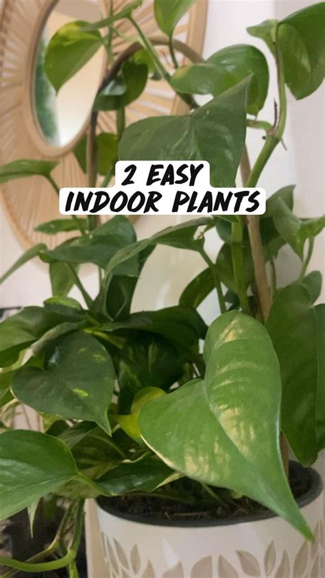 2 EASY Indoor plants