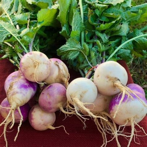 Purple Top White Globe Turnip Seeds Cover Crop Forage Brassica Food Plot Non Gmo Ebay