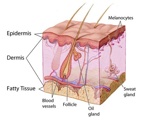 10 4 Dermis Human Biology