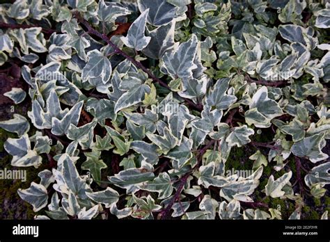 Hedera Algeriensis ‘gloire De Marengo Algerian Ivy Variegated Ivy