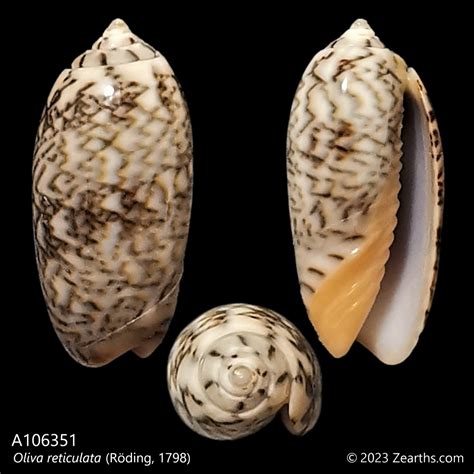 A Oliva Reticulata R Ding Zearth S Collections