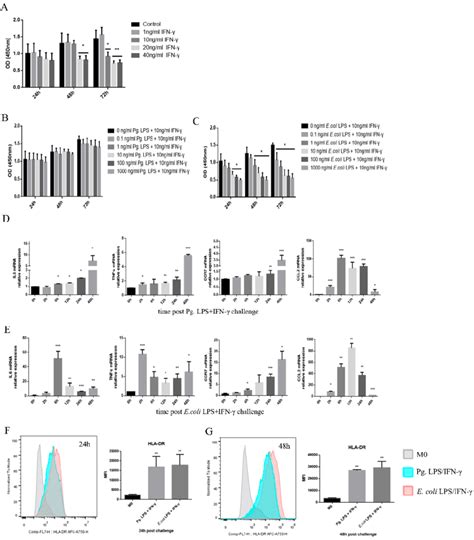 LPS IFN γ induced M1 proinflammatory macrophage differentiation from M0