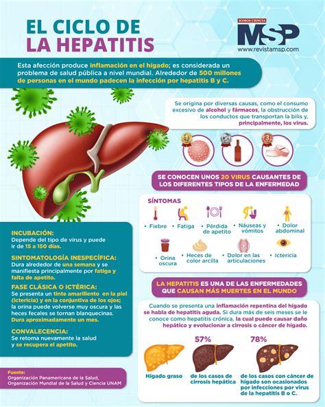 El Ciclo De La Hepatitis