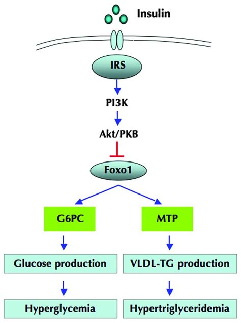 Jci Foxo1 Mediates Insulin Dependent Regulation Of Hepatic Vldl Production In Mice