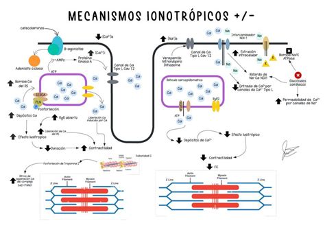 Mecanismos ionotrópicos Cristina Soledad Díaz Lezama uDocz