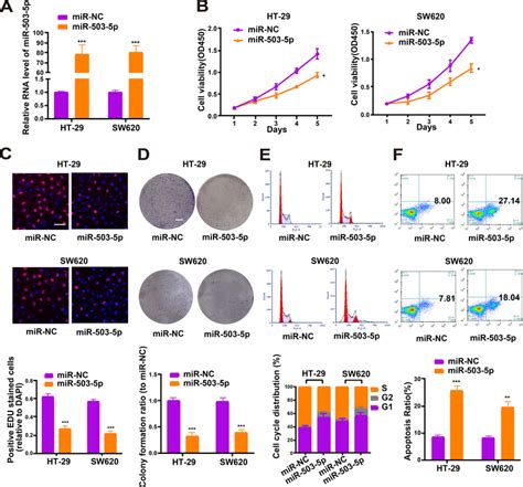 Effects Of Mir P Overexpression On Proliferation And Apoptosis Of