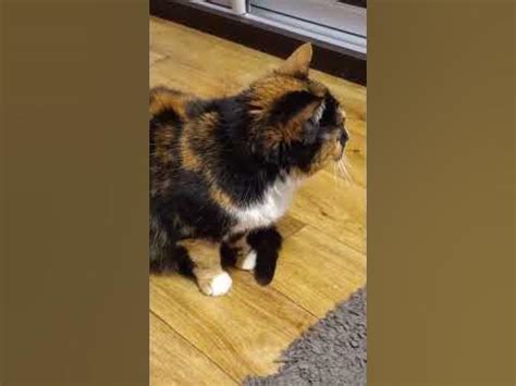 Самая красивая кошка 🐱 на свете 🌎 - YouTube