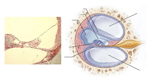 The Ear Histology Anatomy II Lab Exam 1 Diagram Quizlet