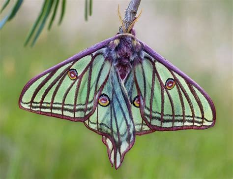 Résultats de recherche d'images pour « Saturniidae