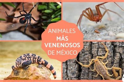 Animales venenosos en México Cuidado con estos peligros naturales