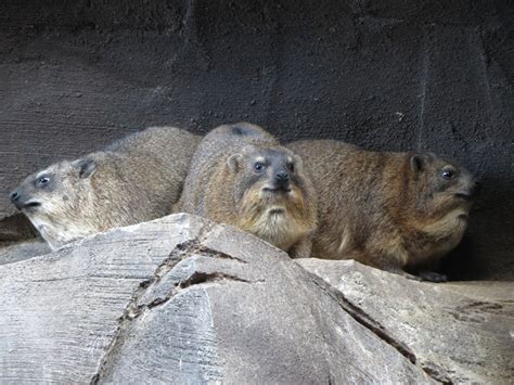 Wintertime Break Lets Go To The Omaha Zoo The Walking Tourists