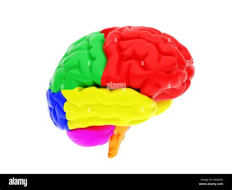 D Human Brain Stock Photo Alamy