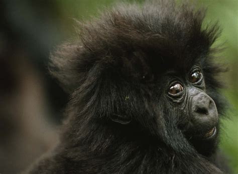 100 Funny Gorilla Pictures