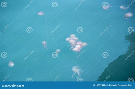 Jellyfish Floating In The Harbor Water Stock Photo Image Of Aguilas