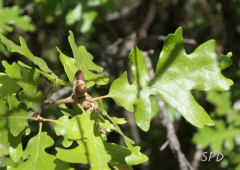 The Gambel Oak - Colorado Native Plant Society