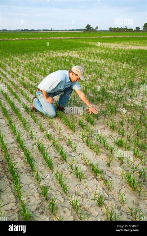 A Farmer Grower Kneeling Down In His Field Inspecting The Progress Of