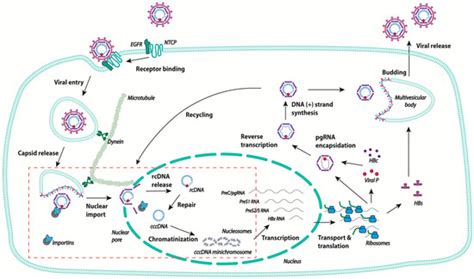 Viruses Free Full Text Early Steps Of Hepatitis B Life Cycle From