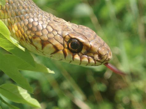 Grass Snake 库存照片 图片 包括有 本质 庭院 绿色 结构树 爬行动物 937080