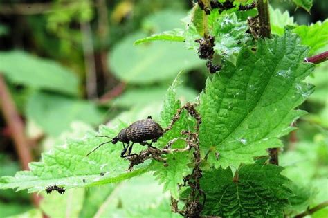 Bonsai Pests And Diseases Bonsai Empire