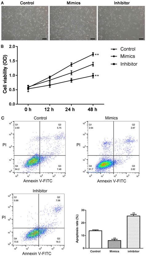 Mir‑17‑5p Regulates The Proliferation And Apoptosis Of Human Trabecular