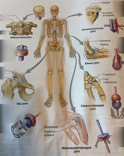 Types Of Joints Diagram Quizlet