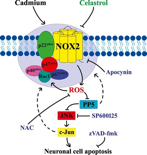 Celastrol Ameliorates Cdinduced Neuronal Apoptosis By Targeting Nox