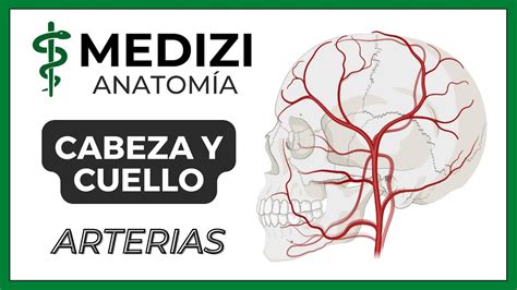 Todo Lo Que Debes Saber Sobre Las Arterias De La Cara Y Cuello