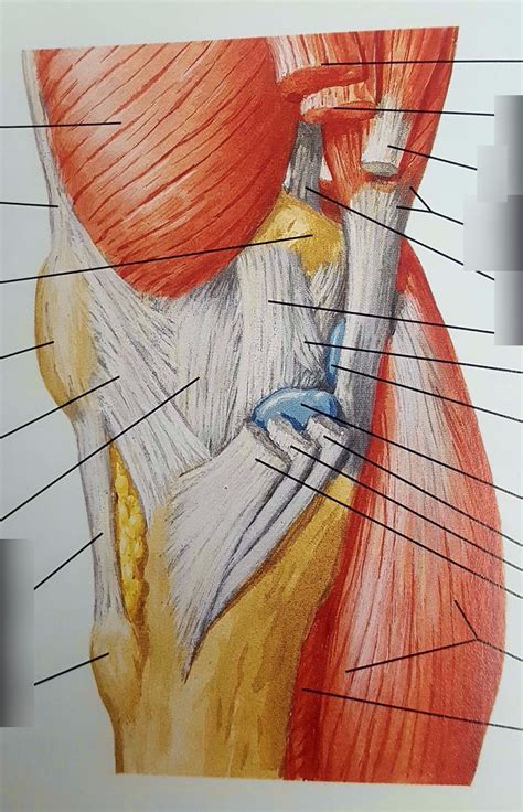 Knee Medial View Diagram Quizlet