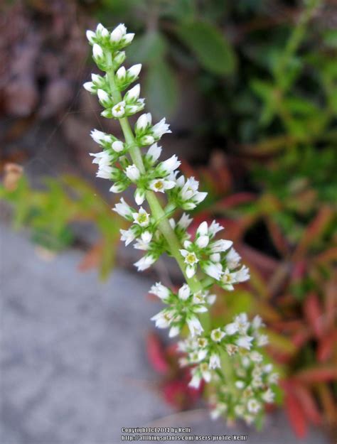 Photo Of The Bloom Of Crassula Capitella Campfire Posted By Kelli