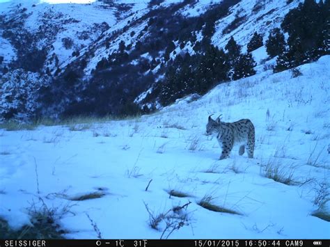 Spot the Ultra-Rare Caucasian Leopard in Armenia's Caucasus Wildlife ...