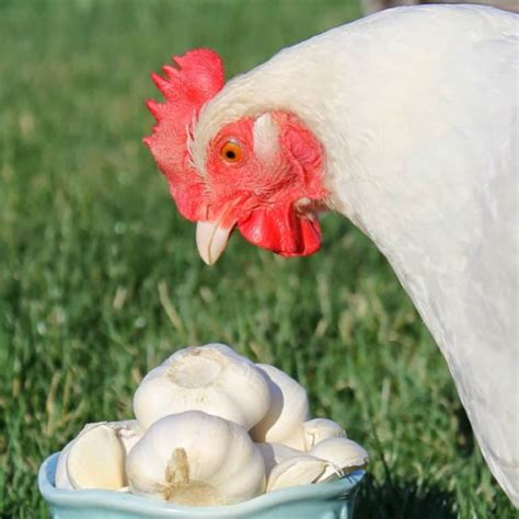 Can Chickens Eat Garlic Nutrition Benefits And Feeding Tips