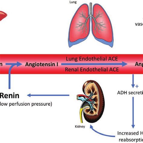 Renin-angiotensin-aldosterone system. Schematic representation of the ...