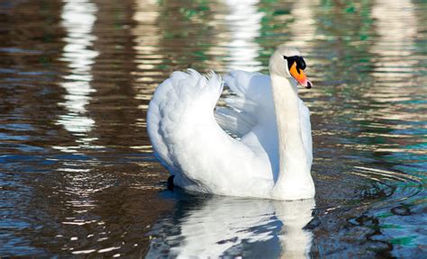 Fotos gratis agua naturaleza pájaro ala ligero sol blanco lago