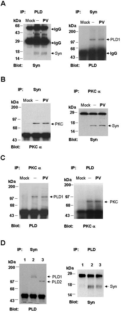 Interaction Of Synuclein With Pld And Pkc Ac Hek Cells