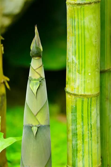 Trapiantare il bambù quando e come farlo al meglio Specie vegetali