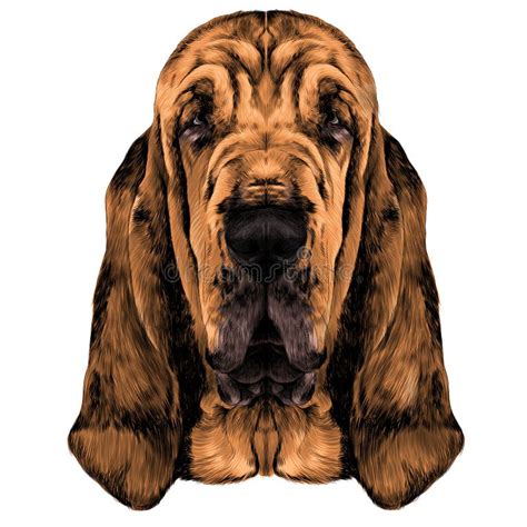 Bloodhound Stock Illustrations 1232 Bloodhound Stock Illustrations