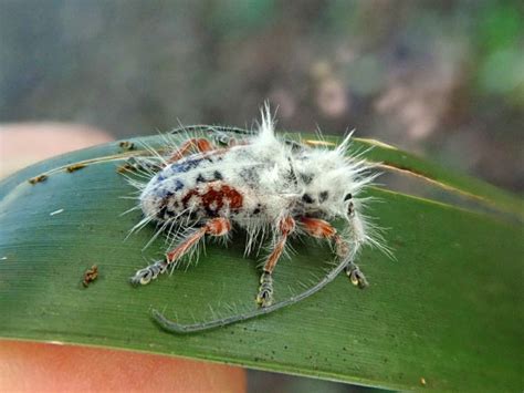 New Species of Fluffy Beetle Discovered in Australia | Focusing on Wildlife