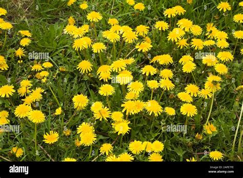 Invasive Lawn Weed Hi Res Stock Photography And Images Alamy