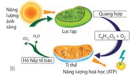 Lục lạp và ti thể có mối quan hệ như thế nào trong quá trình chu