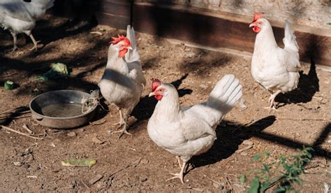 7 Best Egg Laying Chickens For Florida The Hip Chick