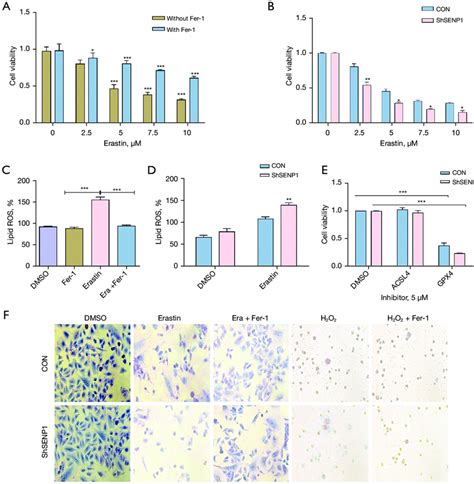 SENP1 Silencing Enhances The Erastin Induced Ferroptosis Of A549 Cells