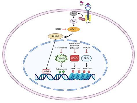 Schematic Representation Of The Principal Radiosensitizer Targets